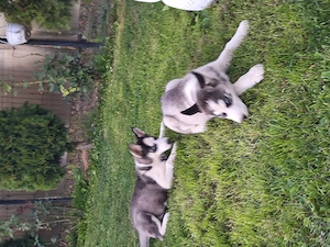 Husky siberian 2 luni cu părinți cunoscuți. - imagine 3