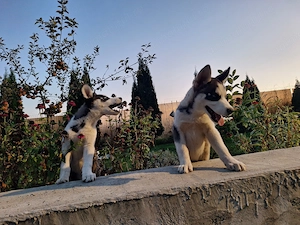 Husky siberian 2 luni cu părinți cunoscuți.