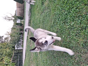 Husky siberian 2 luni cu părinți cunoscuți. - imagine 4