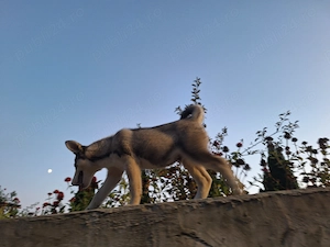 Husky siberian 2 luni cu părinți cunoscuți. - imagine 2