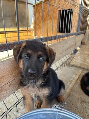 catel ciobanesc german 