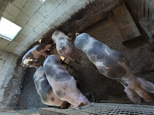 Porci de carne de vânzare.  - imagine 4