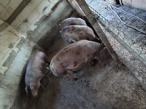 Porci de carne de vânzare.  - imagine 2