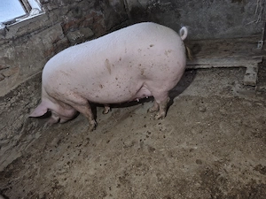 Porci de carne de vânzare.  - imagine 5