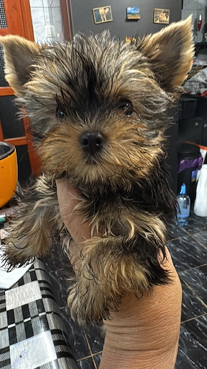 yorkshire terrier