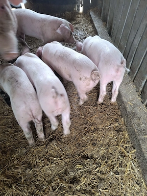Landrace x marele alb . Grasuni 6 saptamani - imagine 3