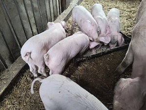 Landrace x marele alb . Grasuni 6 saptamani - imagine 2