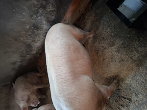 Porci de carne greutate 110 120 130  - imagine 4