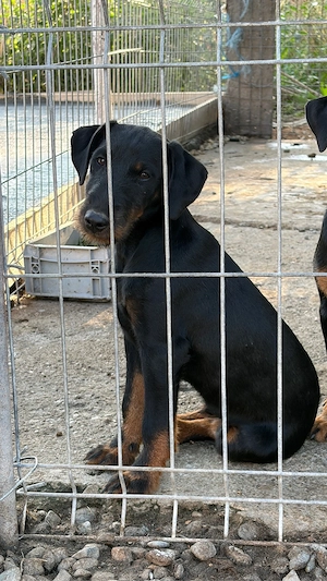 Mascul Jagd terrier jagdterrier - imagine 4