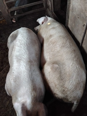 Vând porci grasuni de carne - imagine 3