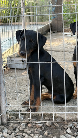 Mascul Jagd terrier jagdterrier