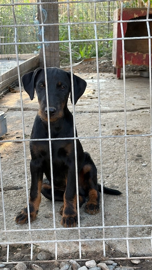 Mascul Jagd terrier jagdterrier - imagine 2