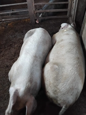 Vând porci grasuni de carne