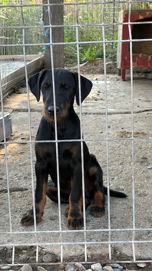 Mascul Jagd terrier jagdterrier - imagine 3