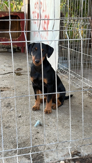 Femela Jagd terrier jagdterrier - imagine 2