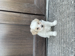Femele bichon maltez - imagine 4