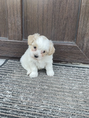 Femele bichon maltez - imagine 5
