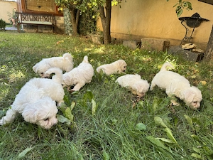 Pui Bichon maltez - imagine 2