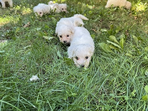 Pui Bichon maltez