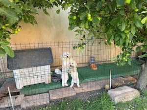 Pui Bichon maltez - imagine 4