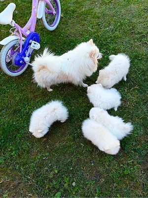pomeranian femela pui 2 luni - imagine 2