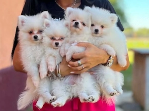 pomeranian femela pui 2 luni