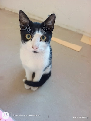 Motănel, pui de 4-5 luni spre adopție și un pui de 5-6 luni, tot băiețel  - imagine 3
