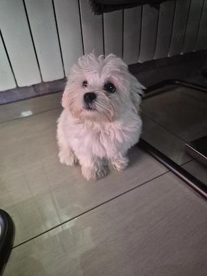  bichon maltez  - imagine 2