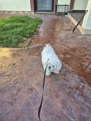  bichon maltez  - imagine 3