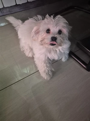  bichon maltez 