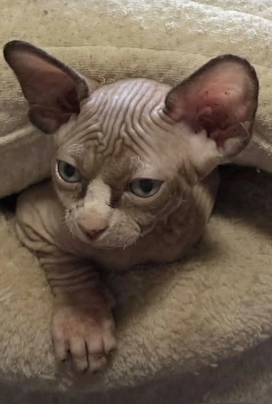 Fetiță Sphinx deosebită două luni  - imagine 2