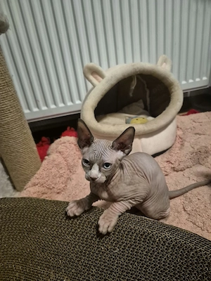Fetiță Sphinx deosebită două luni 