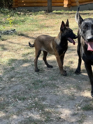 vand femela Ciobanesc Belgian  in varsta de 3 luni 