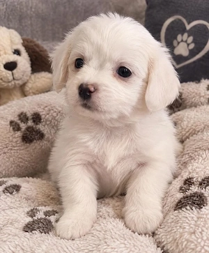 Bichon maltez  mini fetița 750 lei