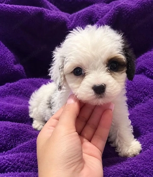 Bichon havanez fetițe mini 700 lei
