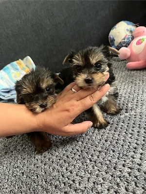 Pui Yorkshire Terrier  - 2 luni, 2 masculi și 2 femele - imagine 3