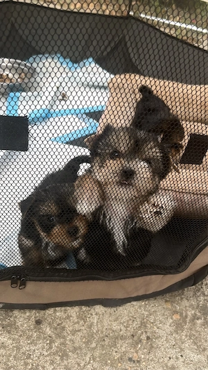 Pui Yorkshire Terrier  - 2 luni, 2 masculi și 2 femele - imagine 4
