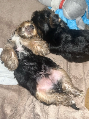Pui Yorkshire Terrier  - 2 luni, 2 masculi și 2 femele - imagine 2