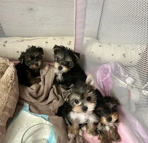 Pui Yorkshire Terrier  - 2 luni, 2 masculi și 2 femele