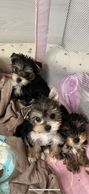 Pui Yorkshire Terrier  - 2 luni, 2 masculi și 2 femele - imagine 5