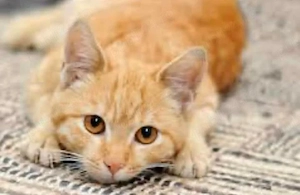american shorthair - imagine 2