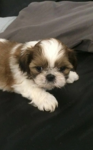shih tzu micuț ajut cu transport. în țară contra cost. - imagine 3