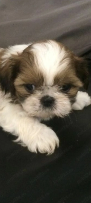 shih tzu micuț ajut cu transport. în țară contra cost. - imagine 4