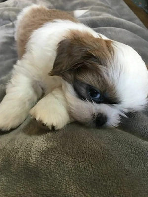 shih tzu micuț ajut cu transport. în țară contra cost. - imagine 2