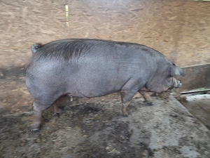 Mascul castrat si scroafa duroc 