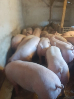 vând porci de carne diferite mărimi  - imagine 3