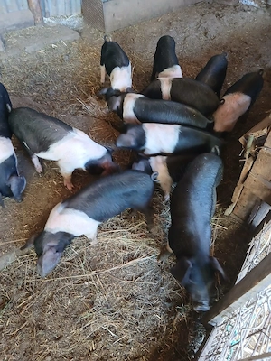 purcei bazna disponibili