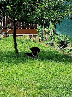Vând pui Teckel (Dachshund) - 7 luni, energic și jucăuș - imagine 3