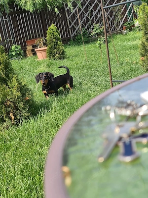 Vând pui Teckel (Dachshund) - 7 luni, energic și jucăuș