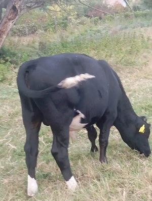vând vițel 